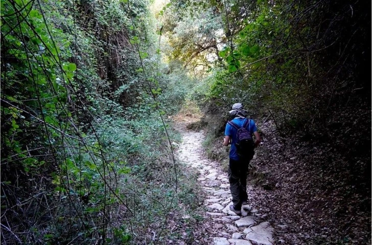 Shaded pine forest trail near Kolios, ideal for hiking and nature lovers
